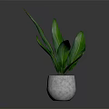 Green Leafy Plant In Light Gray Concrete Pot On Smooth Reflective Surface