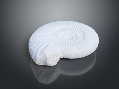 Museum Public Facility Showcasing White Ammonite Fossil Model on Dark Reflective Surface 3d model