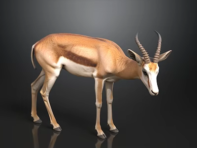 Detailed Brown And White Antelope Standing On Dark Background With Curved Horns 3d model