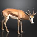 Detailed Brown And White Antelope Standing On Dark Background With Curved Horns