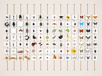 Wall Display With Arranged Insect Butterfly And Plant Specimens On White Cards 3d model