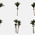 Palm Trees With Lush Foliage In Different Growth Forms And Trunk Types 3d model