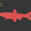 Brown And Orange Fish With Distinct Fins And Tail On Gray Background With Reflection