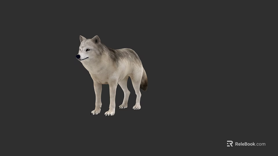 Realistic 3D Wolf Model Standing Gray White Fur Detailed Texture Against Dark Background 3d model 