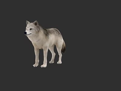 Realistic 3D Wolf Model Standing Gray White Fur Detailed Texture Against Dark Background 3d model