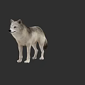 Realistic 3D Wolf Model Standing Gray White Fur Detailed Texture Against Dark Background