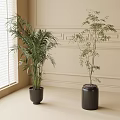 Indoor Potted Bonsai Plants in Black Pots Against Light Colored Decorative Wall with Window Blinds