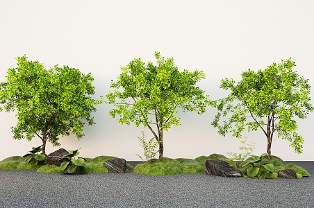 Garden plant green plant garden landscape tree courtyard tree 3d model