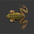 Yellow Green Spotted Frog With Inflated Vocal Sacs On Dark Background