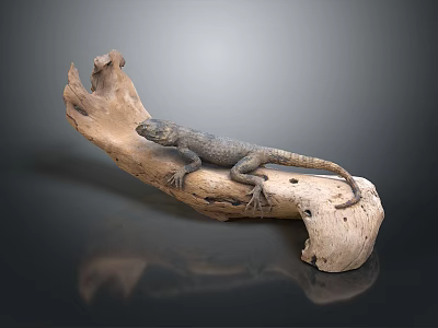 Gray Black Reptile Lizard Resting On Natural Driftwood With Gray Background 3d model