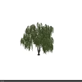 Healthy Weeping Willow Tree with Drooping Branches and Lush Green Leaves in Natural Environment