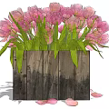 Pink Tulips in Rustic Wooden Container with Green Leaves and Fallen Petals