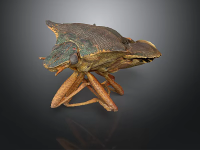 Detailed Close Up View Of A Realistic Prehistoric Insect Model Sculpture 3d model