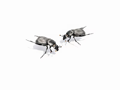 Two Black Beetles On White Background Detailed Insect Close Up View 3d model