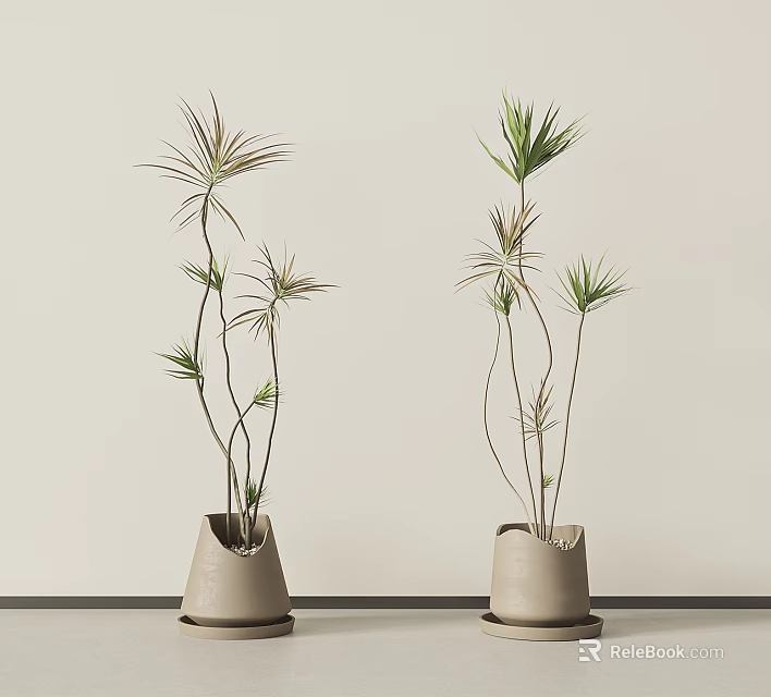 Two Minimalist Potted Bonsai Plants With Slender Stems Green Leaves Against Light Wall And Floor 3d model 