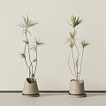 Two Minimalist Potted Bonsai Plants With Slender Stems Green Leaves Against Light Wall And Floor
