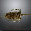 Dried Spiky Plant With Yellow Flower Head Curved Stem And Reflection On Gray Background