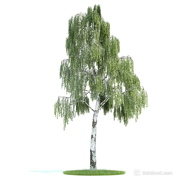 Elegant Tall Birch Tree with White Trunk and Drooping Green Leaves 3d model 