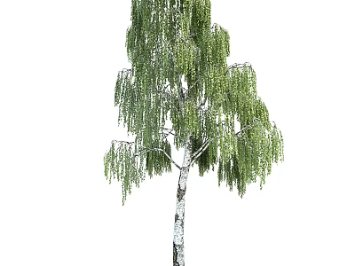 Elegant Tall Birch Tree with White Trunk and Drooping Green Leaves 3d model