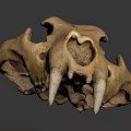 Detailed Wild Animal Skull Skeletal Structure With Sharp Canine Teeth