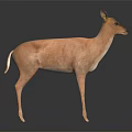 Light Brown Deer Standing on Shiny Black Background with Small Antlers