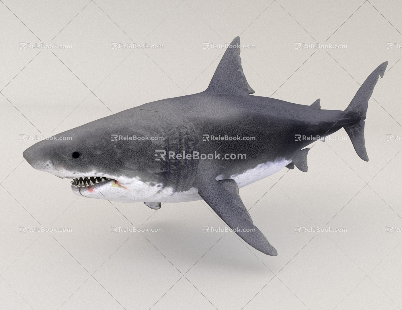 Great White Shark 3d model