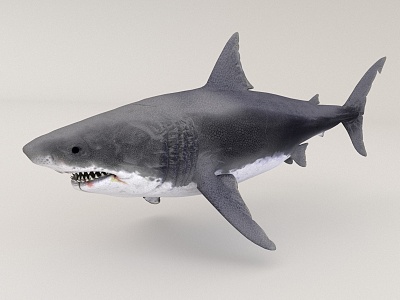 Great White Shark 3d model