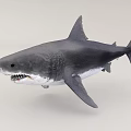 Great White Shark Majestic Ocean Predator with Sharp Teeth and Powerful Fins