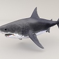 Great White Shark 3d model