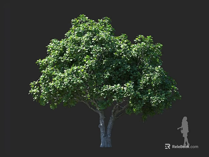 Large Tree with Lush Green Foliage Trunk and Human Silhouette for Size Comparison 3d model