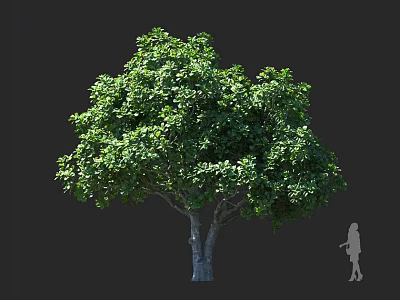 Large Tree with Lush Green Foliage Trunk and Human Silhouette for Size Comparison 3d model