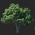 Large Tree with Lush Green Foliage Trunk and Human Silhouette for Size Comparison 3d model
