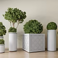 Bonsai Plants In Various Planters With White Cylindrical And Gray Square Pots On Wooden Floor