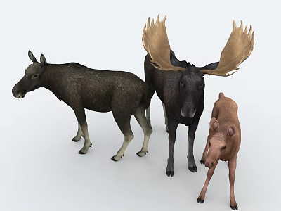 Three Moose Family Group With Adult Male Large Antlers And Calf In Brown Black 3d model