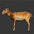 Orange Antelope With Curved Horns Standing On Dark Surface Showing Reflection 3d model