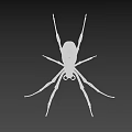 Large Spider With Light Body Long Legs And Yellow Brown Stripes On Black Background