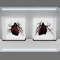 White Lighted Edge Plate Decoration Showcasing Two Square Heart Anatomy Illustrations