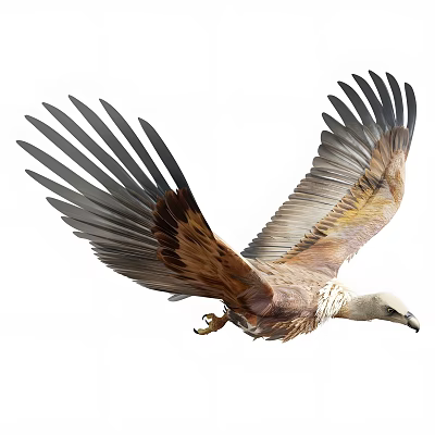 Majestic Flying Eagle with Spread Wings and Brown Gray Feathers in Flight 3d model