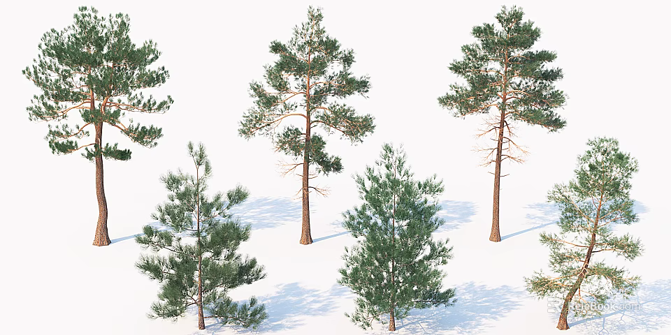 Different Evergreen Arbor Varieties With Various Sizes And Green Foliage Isolated On White 3d model 
