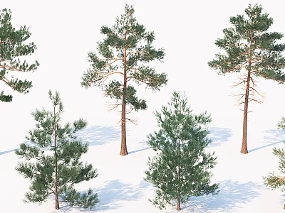 Different Evergreen Arbor Varieties With Various Sizes And Green Foliage Isolated On White 3d model
