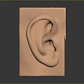 Human Ear Anatomical Model Showing Detailed Structure With Skin And Cartilage Layers