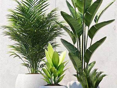Indoor Potted Plants With Various Lush Green Leaves In White Planters For Home Decor 3d model