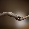 Natural Curved Weathered Wooden Branch With Textured Surface And Smooth Grain
