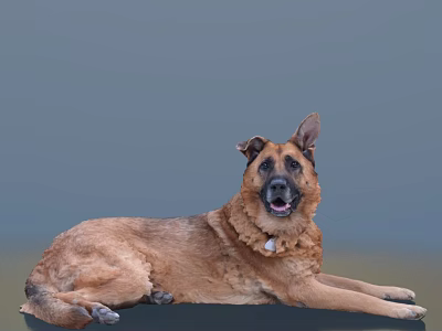 Relaxed Brown German Shepherd Lying Down With Collar On Gray Background 3d model