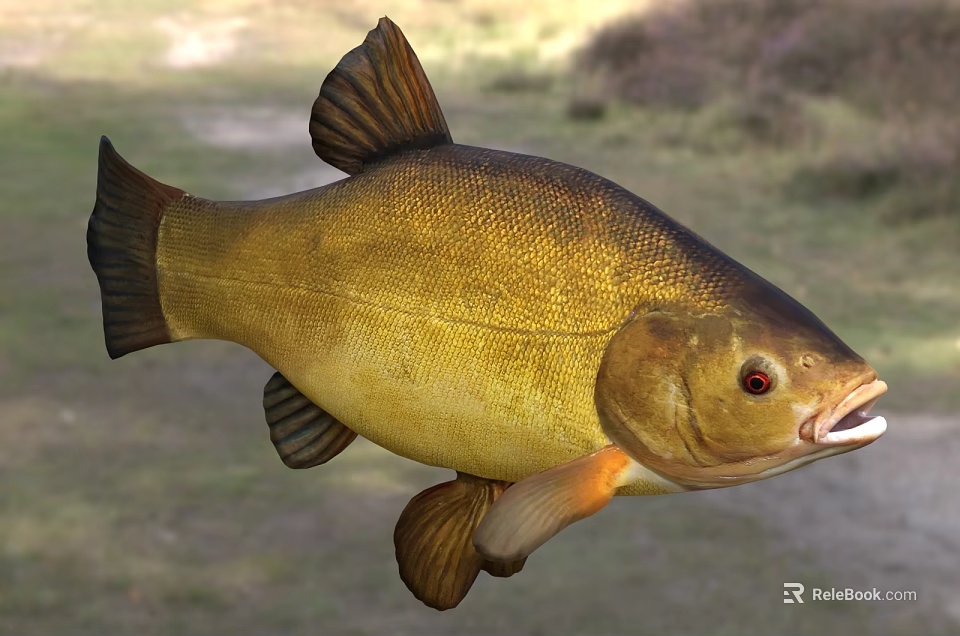 Golden Carp Fish With Shiny Scales Red Eyes And Open Mouth In Natural Environment 3d model 