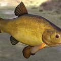 Golden Carp Fish With Shiny Scales Red Eyes And Open Mouth In Natural Environment