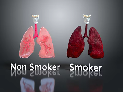 Smoking Effects on Oral Health Comparing Smoker and Non Smoker Teeth Condition 3d model