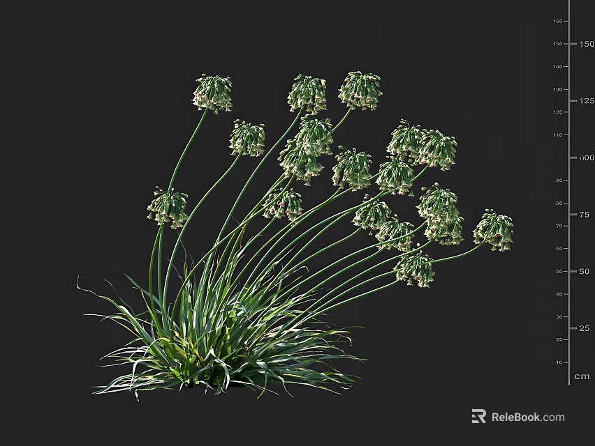 Green Flowering Plants With Clusters Of Small Blooms And Long Slender Leaves 3d model 
