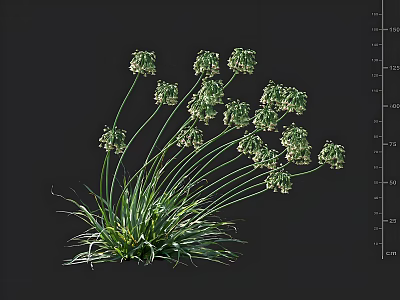 Green Flowering Plants With Clusters Of Small Blooms And Long Slender Leaves 3d model