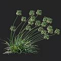 Green Flowering Plants With Clusters Of Small Blooms And Long Slender Leaves